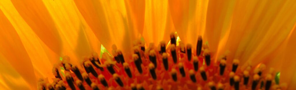 Flamingo is a world-class producer of flowers and premium vegetables, supplying most of the leading UK multiple retailers